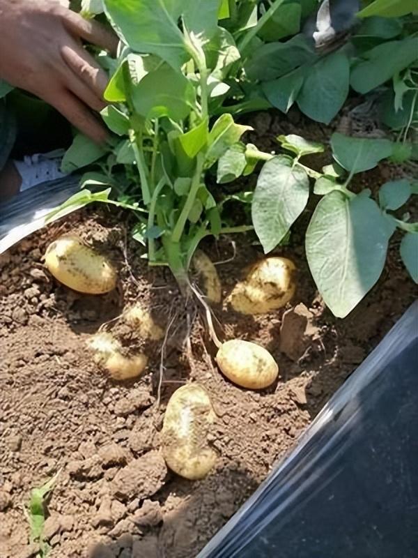 土豆的种植技术
